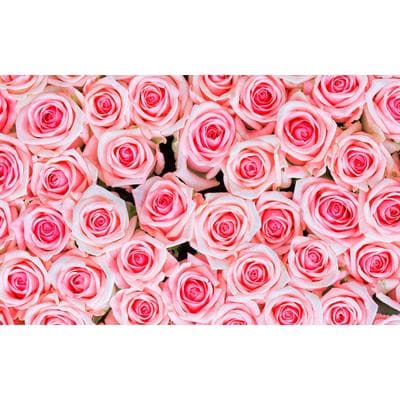 Fototapete LIVING WALLS "rosa Rosen", bunt, B:4m L:2,5m, Vlies, Tapeten, Vlies, Wand, Schräge