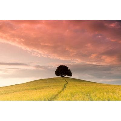 Fototapete PAPERMOON "Baum im Blumenfeld", bunt, B:2m L:1,49m, Vlies, Tapeten