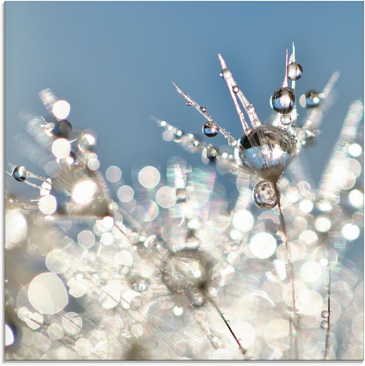 Glasbild ARTLAND "Pusteblume Tropfen abstrakt", blau (farbe bild(er): blau), B:30cm H:30cm, Bilder, Glasbild, in verschiedenen Grössen farbe bild(er): blau B/H/T: 30cm x 30cm, Glasbild Blumen quadratisch, 1 Stk.