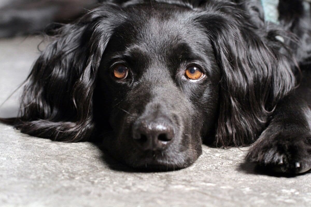 Fototapete PAPERMOON "Hund", bunt, B:2m L:1,49m, Vlies, Tapeten, Fototapete
