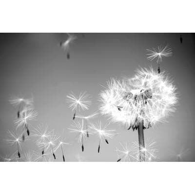 Fototapete PAPERMOON "Pusteblume Schwarz & Weiß", schwarz (schwarz, weiß), B:5m L:2,8m, Vlies, Tapeten