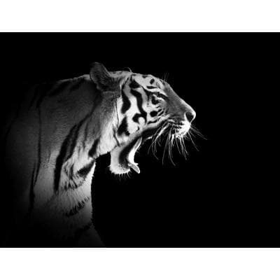 Fototapete PAPERMOON "Tiger Schwarz & Weiß", schwarz (schwarz, weiß), B:3m L:2,23m, Vlies, Tapeten