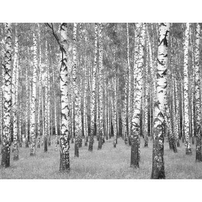 Fototapete LIVING WALLS "Birkenwald", schwarz (schwarz grau weiß), B:3,36m L:2,6m, Vlies, Tapeten, Wald Tapete Birkenwald Tapeten Wohnzimmer Schlafzimmer Design Optik