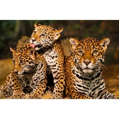 Papermoon "Leoparden Familie"