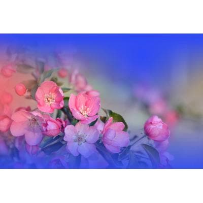 Fototapete PAPERMOON "Zen Wassertropfen mit Blume Makro", bunt, B:3,5m L:2,6m, Vlies, Tapeten