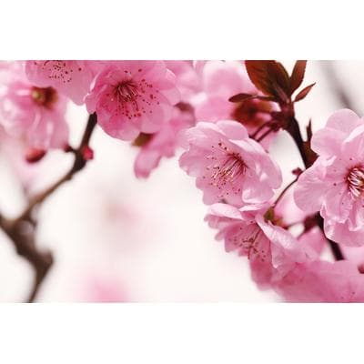 Fototapete PAPERMOON "Peach Blossom", bunt, B:5m L:2,8m, Vlies, Tapeten