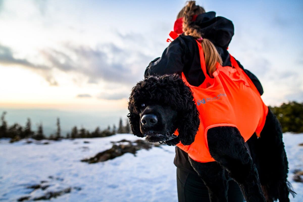 Non-Stop Dogwear Dog rescue sling L