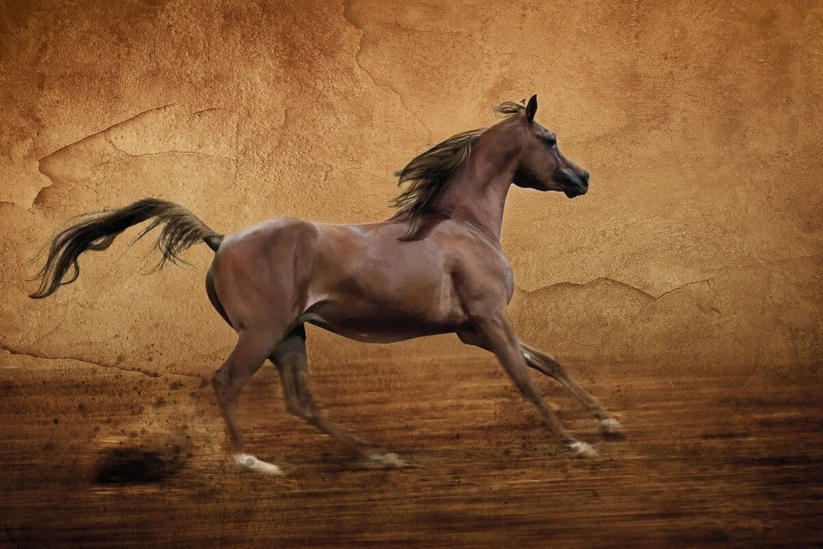 Fototapete PAPERMOON "Pferd", bunt, B:5m L:2,8m, Vlies, Tapeten, Fototapete bunt B/L: 5m x 2,8m, Bahnen: 10 Stk.