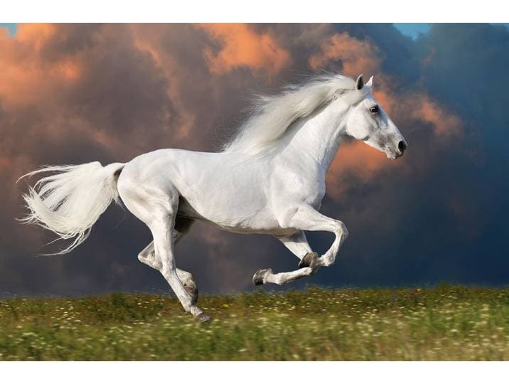 Fototapete PAPERMOON PFERD IM GALOPP-RUNNING HENGST WEIss WIESE HIMMEL WOLKEN , bunt, B:3m L:2,23m, Vlies, Tapeten, Fototapete