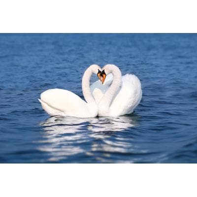 Fototapete PAPERMOON "Swan Love Couple", bunt, B:4m L:2,6m, Vlies, Tapeten