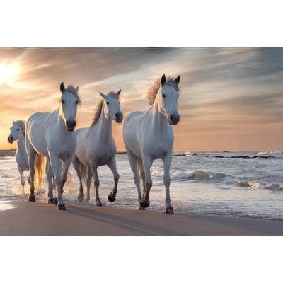 Fototapete PAPERMOON "Pferde am strand", bunt, B:2,5m L:1,86m, Vlies, Tapeten