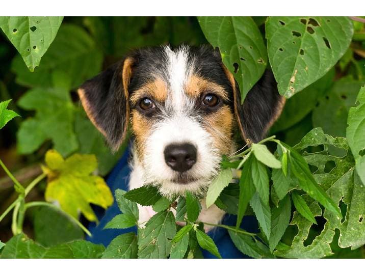 Fototapete PAPERMOON Hund , bunt, B:2,5m L:1,86m, Vlies, Tapeten, Fototapete