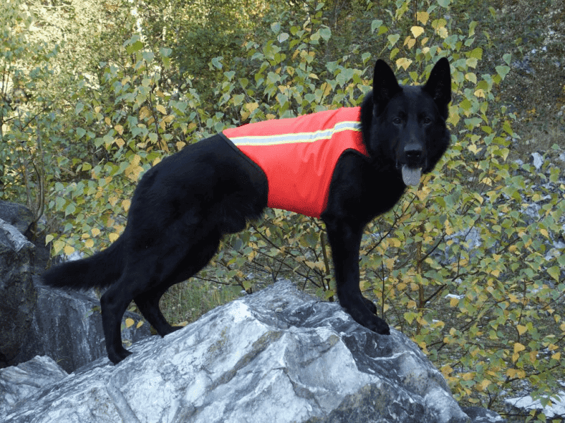 K9 Thorn Varselväst till Hund (Storlek: Small)