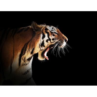 Fototapete PAPERMOON "Brüllender Tiger", bunt, B:3m L:2,23m, Vlies, Tapeten