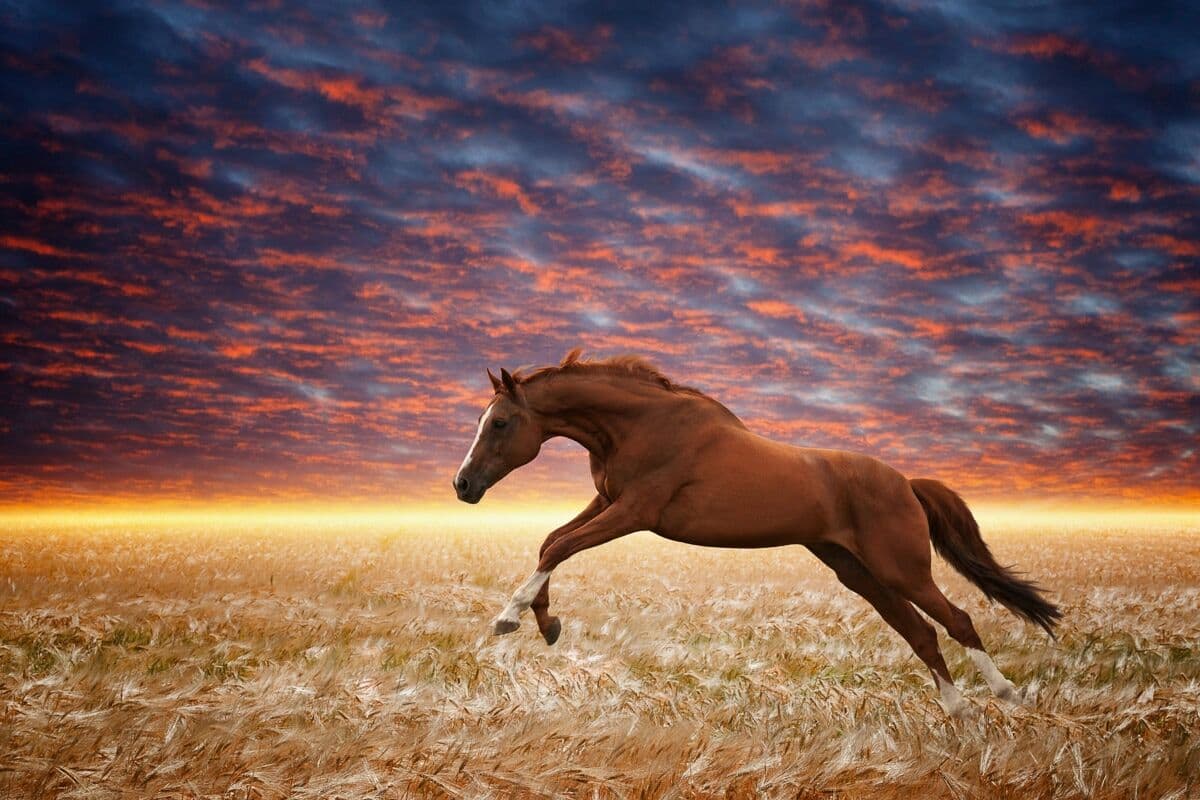 Fototapete PAPERMOON "Laufendes Pferd", bunt, B:1,5m L:1,11m, Vlies, Tapeten, Fototapete
