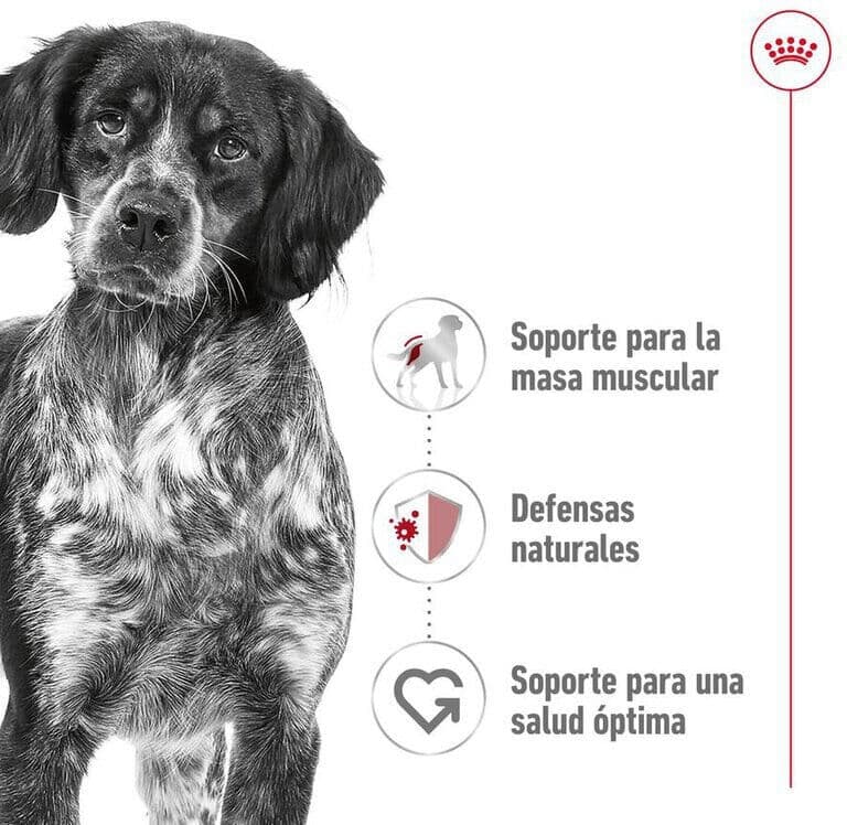 Royal Canin Medium Adulto 15 Kg