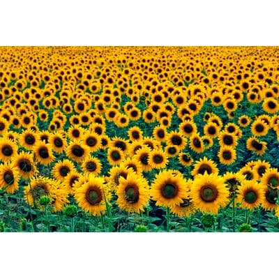 Fototapete PAPERMOON "Field of Sunflowers", bunt, B:3m L:2,23m, Vlies, Tapeten