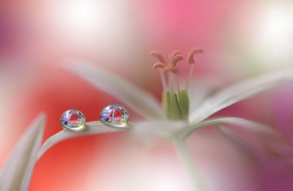Fototapete PAPERMOON "Zen Wassertropfen mit Blume Makro", bunt, B:2,5m L:1,86m, Vlies, Tapeten, Fototapete