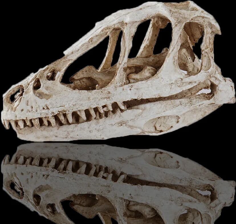 NONE Dinosaur Fossil Velociraptor Head Skull Zoo Specimen Prop Display Resin Crafts Ornament Statues Handcraft for Home Desktop Decor