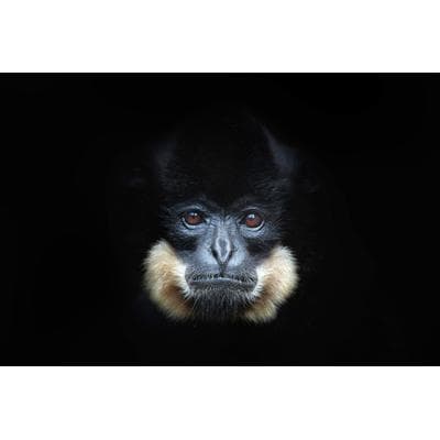 Fototapete PAPERMOON "GELBERCHEEKED GIBBON-MENSCHEN AFFE VIETNAM PORTRÄT", bunt, B:3,5m L:2,6m, Vlies, Tapeten