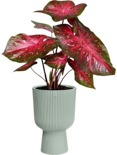 Elho Vibes Coupe Blomsterkrukke, 14cm, Linen White