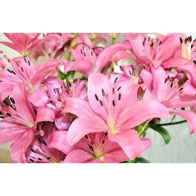 Fototapete PAPERMOON "Blumen", bunt, B:5m L:2,8m, Vlies, Tapeten