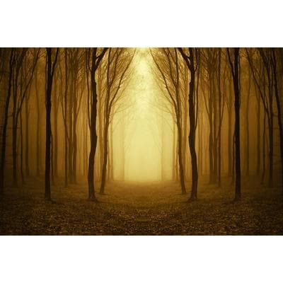 Fototapete PAPERMOON "Nebliger Waldweg", bunt, B:2m L:1,49m, Vlies, Tapeten