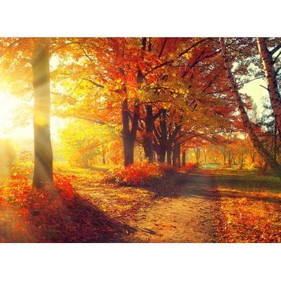 Fototapete PAPERMOON "Autumn Forest", bunt, B:5m L:2,8m, Vlies, Tapeten