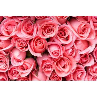 Fototapete PAPERMOON "Pink Rose Flowers", bunt, B:3m L:2,23m, Vlies, Tapeten