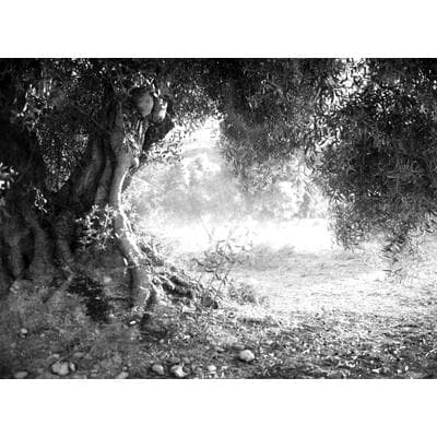 Fototapete PAPERMOON "Wald Schwarz & Weiß", schwarz (schwarz, weiß), B:3,5m L:2,6m, Vlies, Tapeten