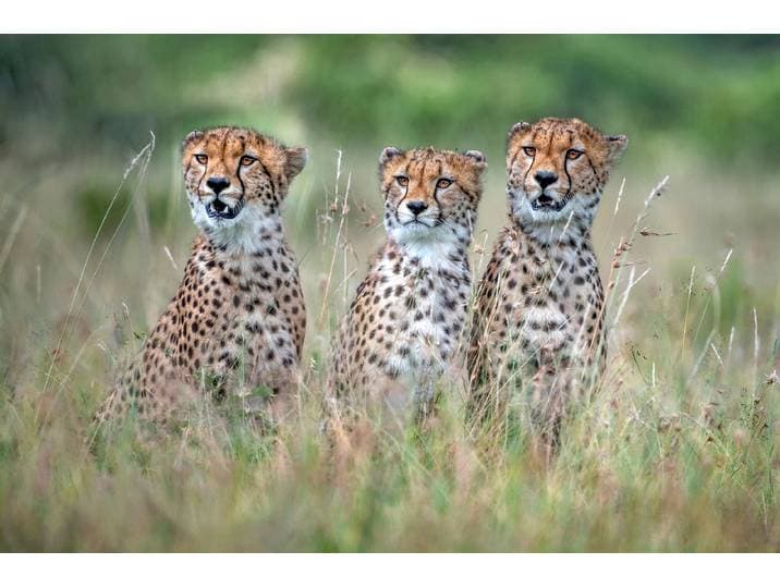 Fototapete PAPERMOON Photo-Art XAVIER ORTEGA, CHEETAH CUBS , bunt, B:3,5m L:2,6m, Vlies, Tapeten, Fototapete