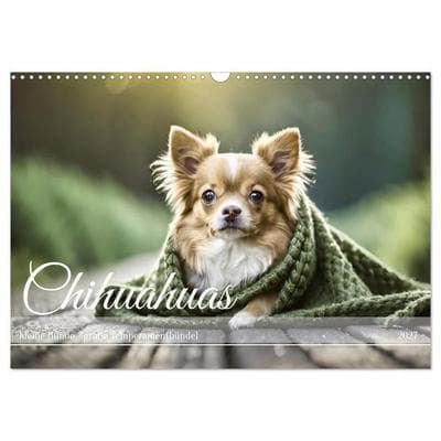 Chihuahuas - Kleine Hunde - große Temperamentbündel (Wandkalender 2027 DIN A3 quer), CALVENDO Monatskalender