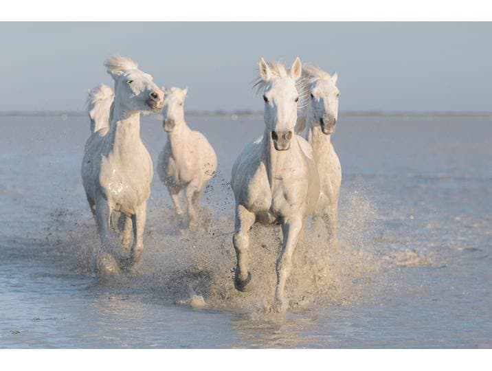 Fototapete PAPERMOON Photo-Art ROSTOVSKIY ANTON, PFERDE , bunt, B:5m L:2,8m, Vlies, Tapeten, Fototapete