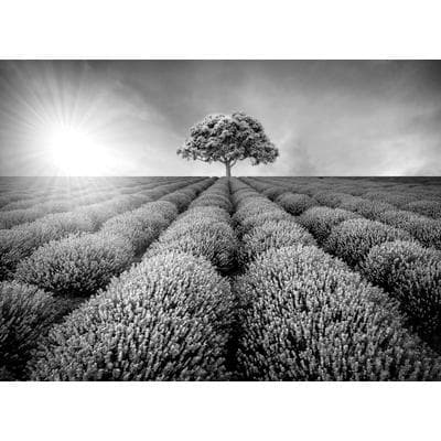 Fototapete PAPERMOON "Baum im Feld Schwarz & Weiß", schwarz (schwarz, weiß), B:3,5m L:2,6m, Vlies, Tapeten