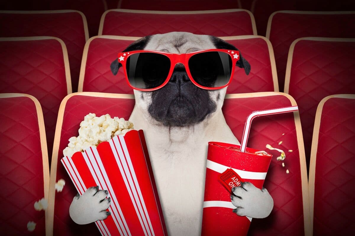 Fototapete PAPERMOON "Hund im Kino", bunt, B:2,5m L:1,86m, Vlies, Tapeten, Fototapete bunt B/L: 2,5m x 1,86m, Bahnen: 5 Stk.