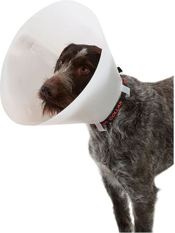 Kruuse Collar Para Perro K273325 Elizabethan 10 Unidades White One Size