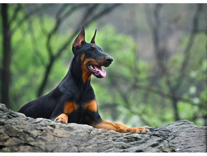 Fototapete PAPERMOON Hund in Natur , bunt, B:3,5m L:2,6m, Vlies, Tapeten, Fototapete