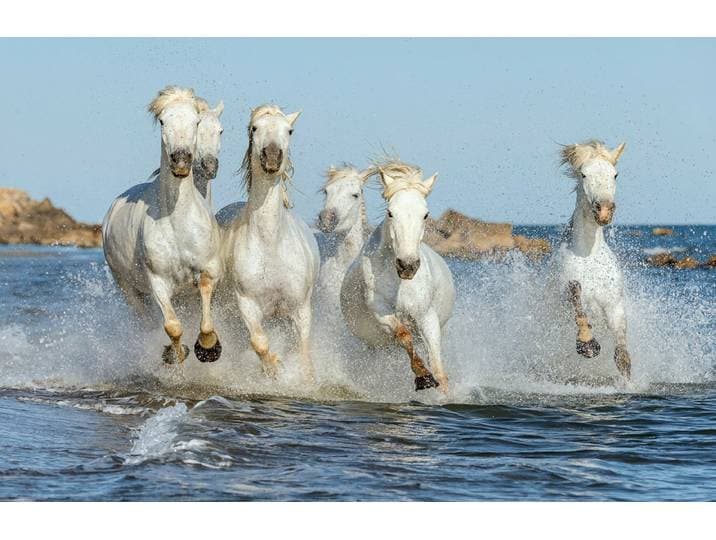 Fototapete PAPERMOON PFERDE-CAMARGUE GALLOP STRAND MEER TIERE KÜSTE PROVENCE , bunt, B:1,5m L:1,11m, Vlies, Tapeten, Fototapete
