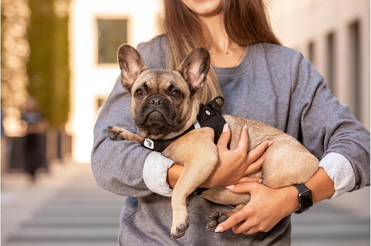 Hunde-Geschirr CURLI "Geschirr Vest Air-Mesh 3XS", rot (rotlila), XXXS, Polyester, Tiergeschirre, Hunde-Geschirr rotlila XXXS