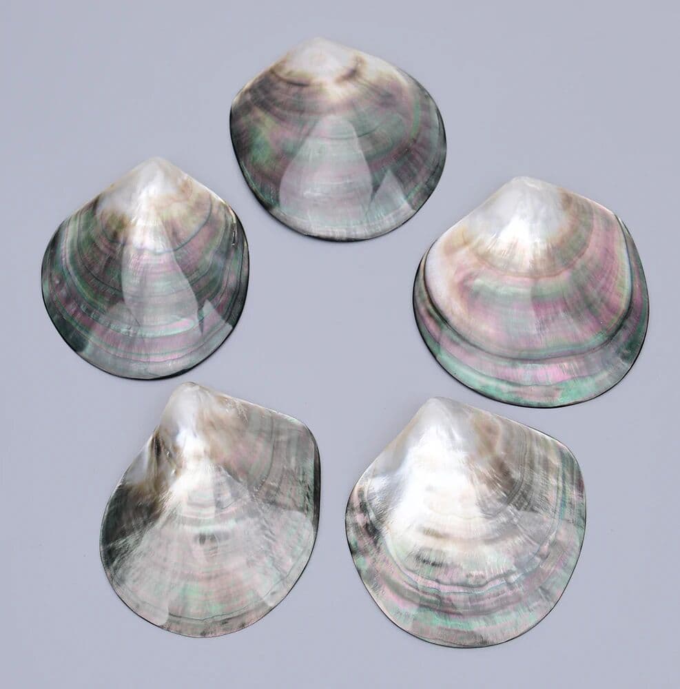 APDGG 5 Pcs Large 100mm Natural Black Sea Shell Charms Pendant Big Beads Jewelry Making DIY