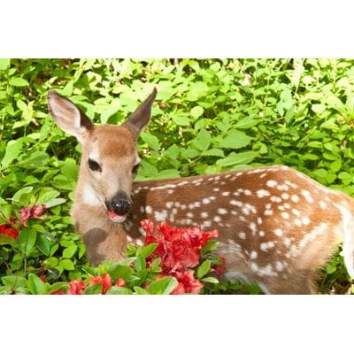 Fototapete PAPERMOON "BABY ROTHIRSCH-KALB TIER ROTWILD WALD BLUMEN NATUR", bunt, B:3m L:2,23m, Vlies, Tapeten