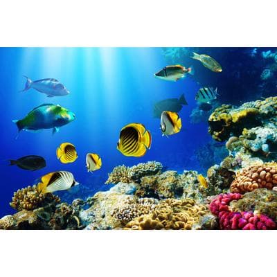 Fototapete PAPERMOON "UNTERWASSER-WELT-FISCHE KORALLE SEE MEER TIERE OZEAN", bunt, B:2m L:1,49m, Vlies, Tapeten