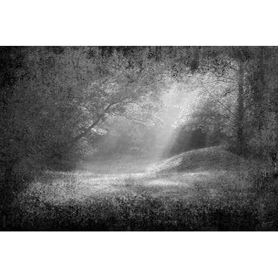Fototapete PAPERMOON "Wald Schwarz & Weiß", schwarz (schwarz, weiß), B:5m L:2,8m, Vlies, Tapeten