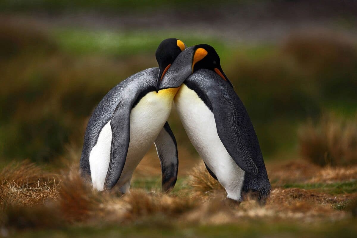 Fototapete PAPERMOON "Pinguine", bunt, B:5m L:2,8m, Vlies, Tapeten, Fototapete bunt B/L: 5m x 2,8m, Bahnen: 10 Stk.