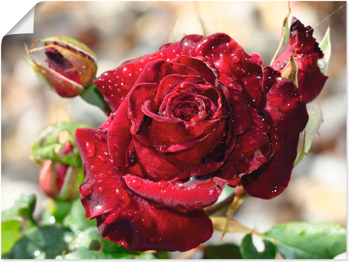 Wandbild ARTLAND "Tröpfchenrose", rot (farbe bild(er): rot), B:40cm H:30cm, Bilder, Wandbild, als Leinwandbild, Poster in verschied. Grössen farbe bild(er): rot B/H/T: 40cm x 30cm, Poster Blumen, 1 Stk.