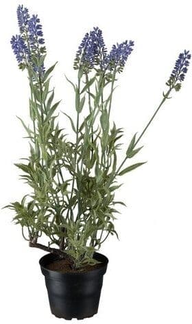 No-Name Lavendel, 45 Cm
