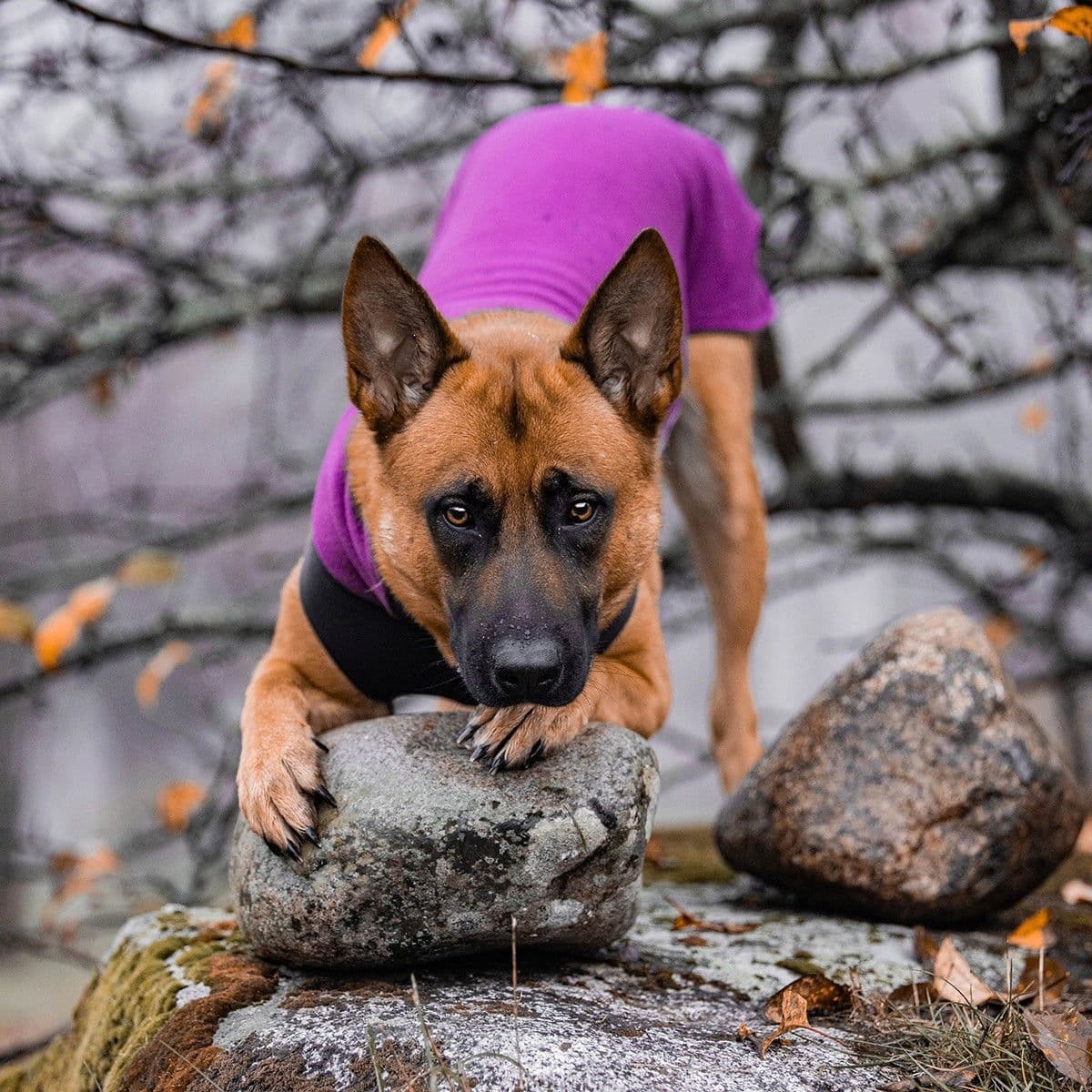 Pomppa Jumppa Fleecetäcke Hund Plum 52 cm