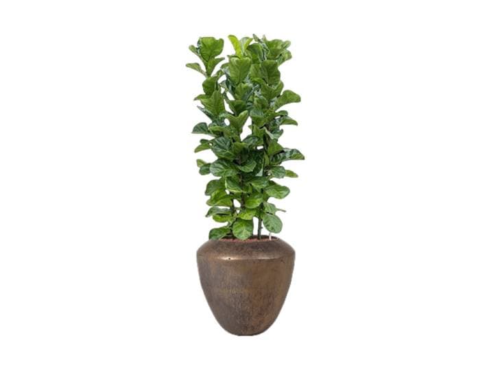 Pflanzen Arrangement „Ficus lyrata in Baq Plain“ Keramik Baq Design