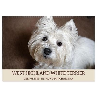 WEST HIGHLAND WHITE TERRIER - DER WESTIE - EIN HUND MIT CHARISMA (Wandkalender 2027 DIN A3 quer), CALVENDO Monatskalender