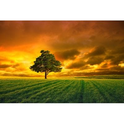Fototapete PAPERMOON "Baum im Feld", bunt, B:3m L:2,2m, Vlies, Tapeten
